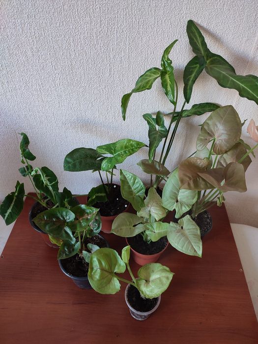 Пеперомії,сінгониуми,бегонії
