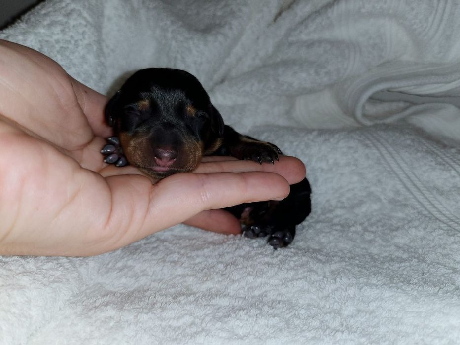 Jamnik króliczy / gładkowłosy / czarny podpalany (nie miniaturowy) FCI