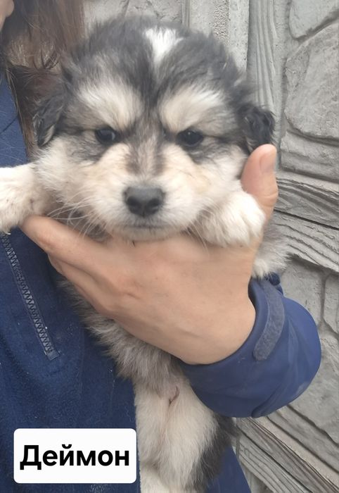 аляскінський маламут