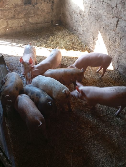 Продам    поросят
