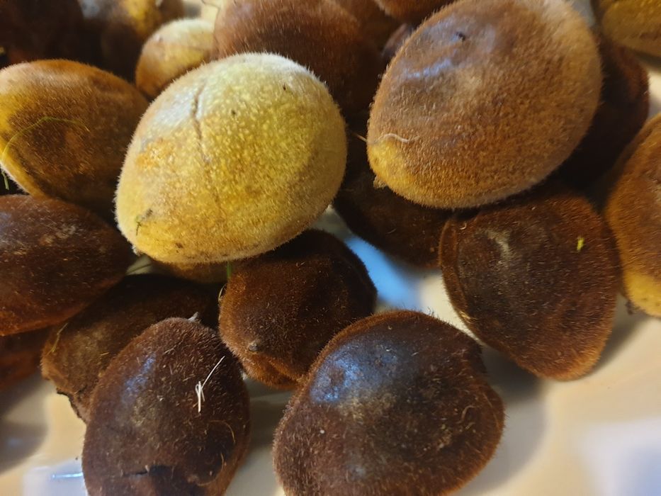 Czarny orzech owoce zdrowotny na nalewki  1/2 kg