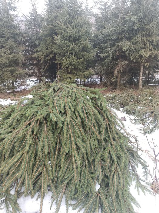 Gałęzie świerka oddam za darmo