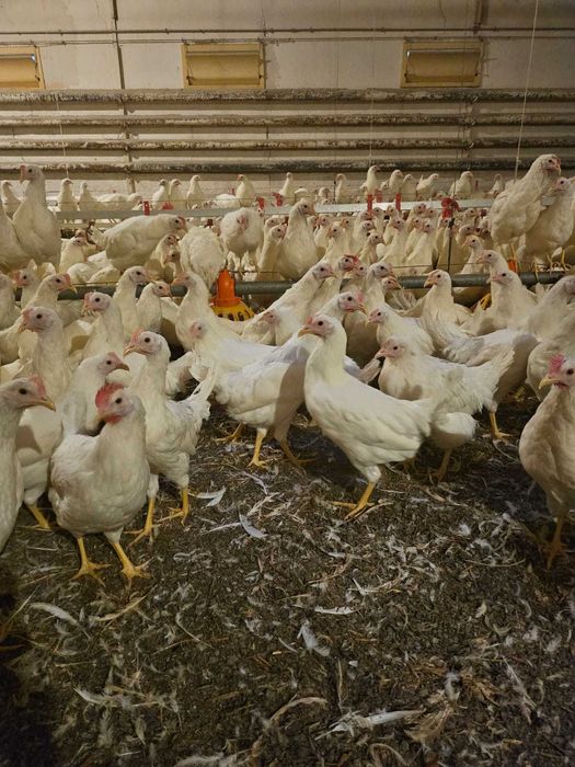 Kury nioski Rosa młode z jajkiem. Leghorn do 24 tygodnia. Dowóz Gratis