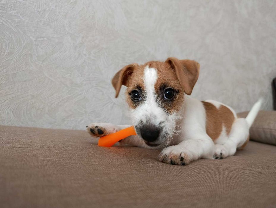 Джек Рассел тер'єр цуценя