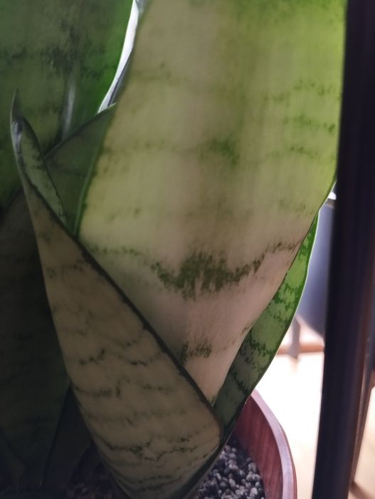 Sansevieria Silver Hahnii sansewieria  do kolekcji