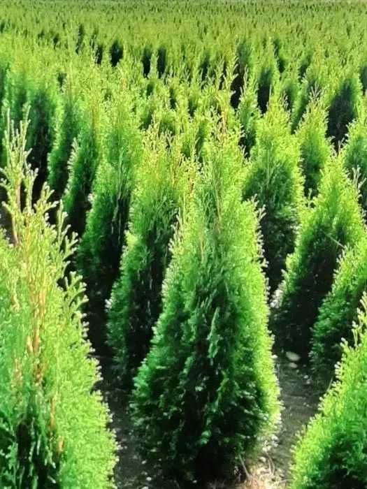 Tuja Szmaragd 250 , 220 cm SADZIMY (dostawa GRATIS cały kraj)