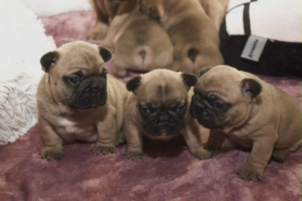 Buldog francuski piekny zBobas