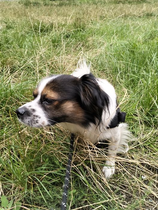 Oddam psa  2 latka w dobre ręce