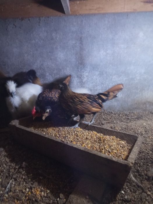 Animais de quinta