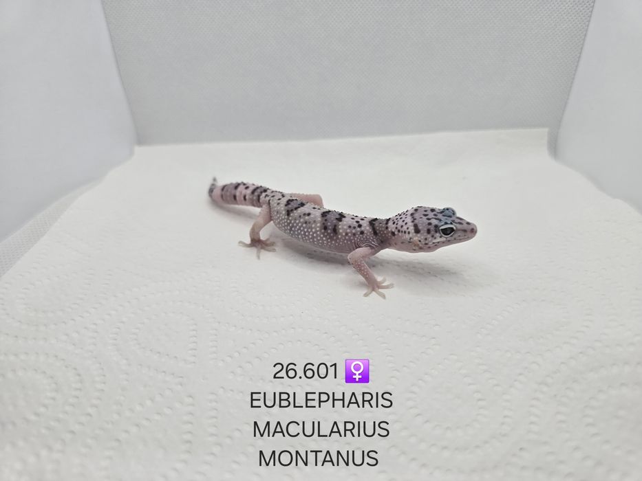 Gekon lamparci Eublepharis macularius montanus