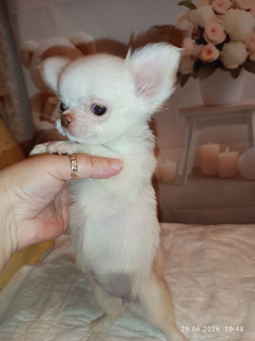 Чихуа, чихуашечка ніжна красуня, 2,5 міс