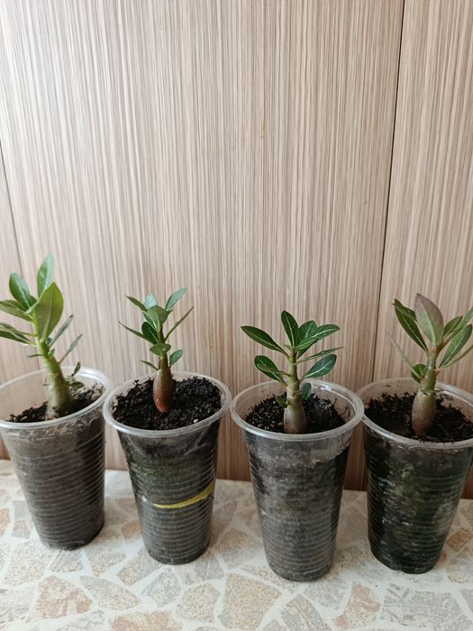 Аденіум, з насіння, 5-7см в стаканах 250 грам