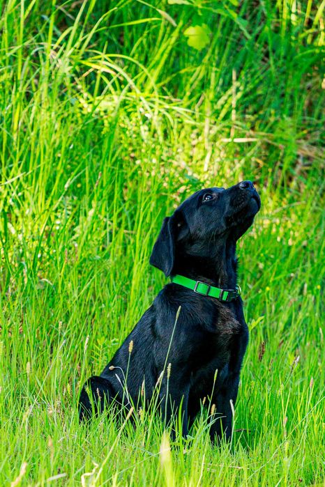Labrador retriever FCI