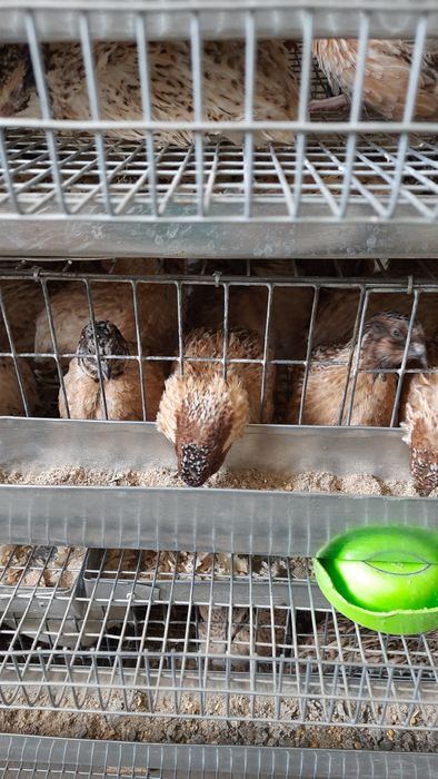 Перепела породы  золотистый феникс  1.5 мес.