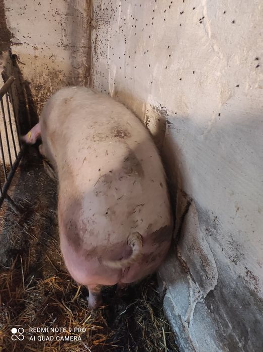 Maciora na ubój Locha tuczniki