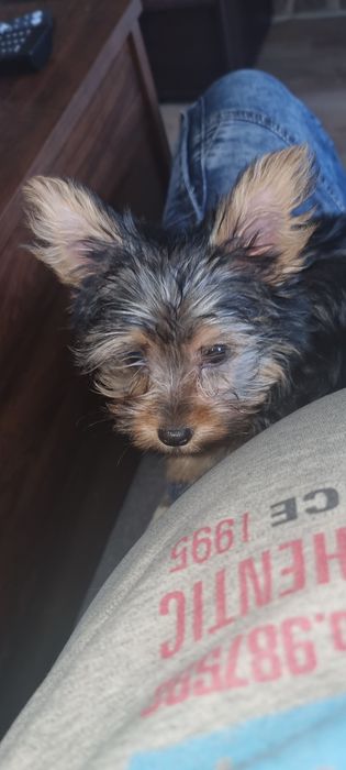 YORK szczeniak piesek