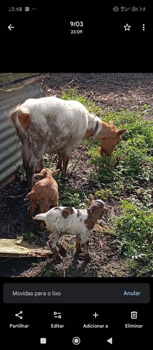Vendo duas cabras fêmeas paridas e um macho são 6 ao todo