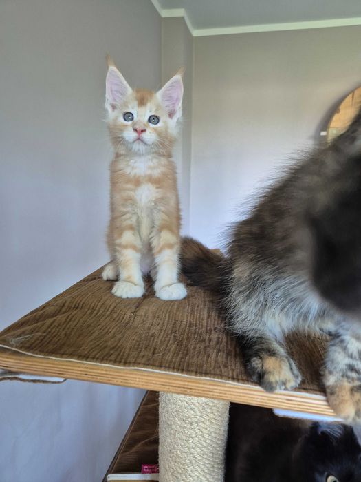 Śliczny srebrno rudy kocur Maine coon