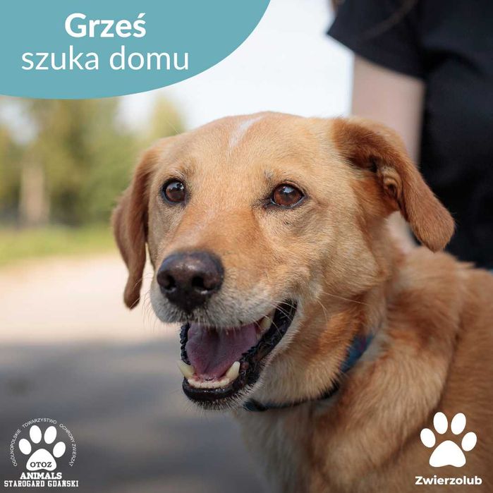 Przyjazny psiak Grzesiek do adopcji