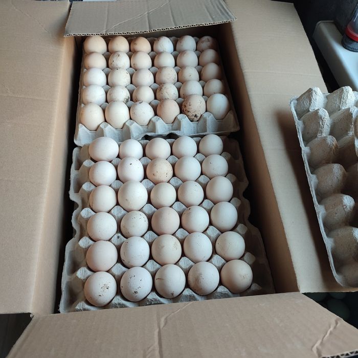 Опт інкубаційне яйце