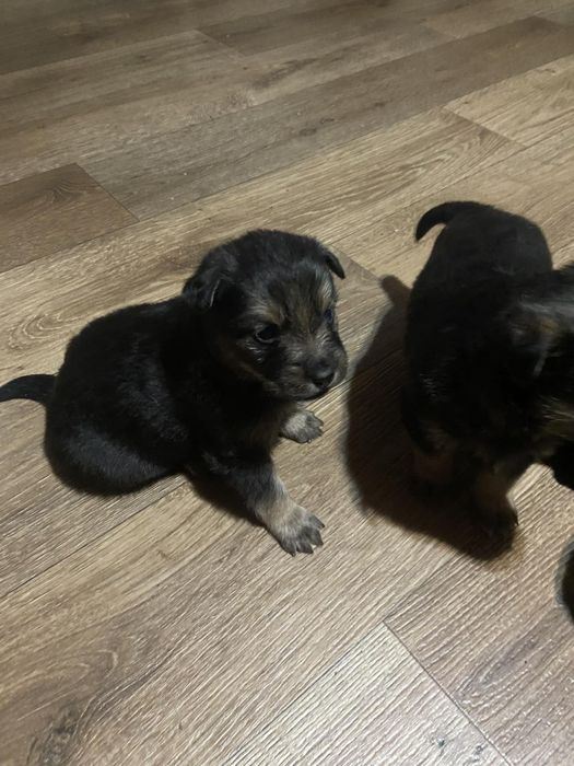 Віддам цуценят в добрі руки