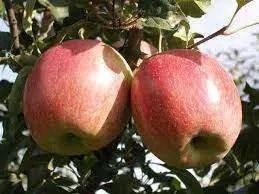 Саджанці яблуні. Опт/роздріб