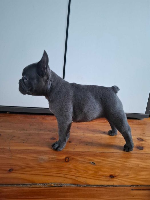 Buldog Francuski dziewczynka Blue