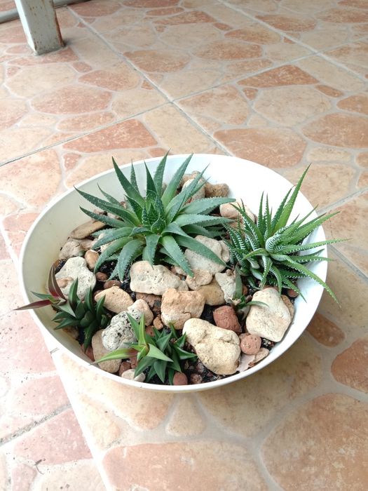 Композиция суккулентов Хавортий и Аллоэ Остистое.