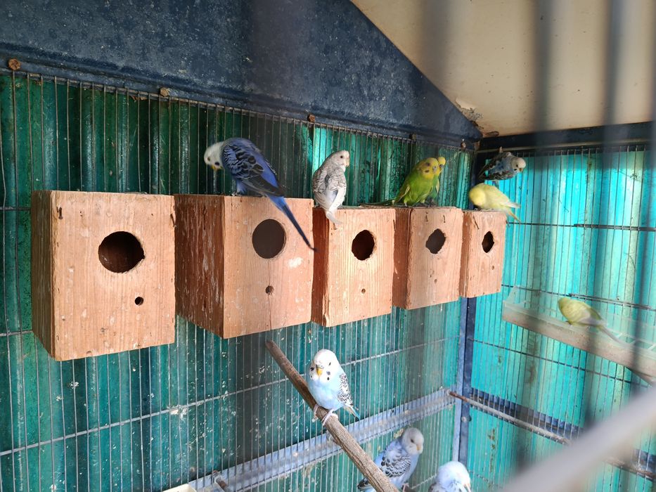 Aves disponíveis