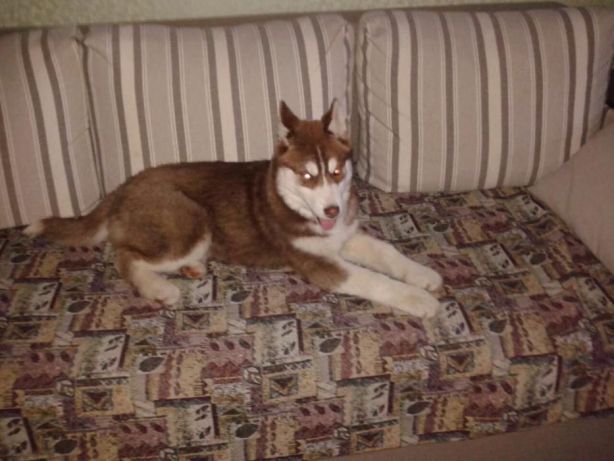 Міжднародне перевезення тварин, документальний супровід