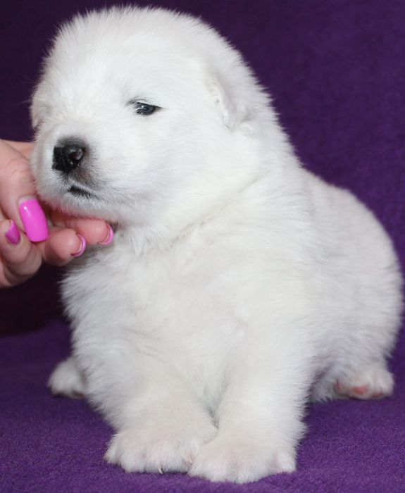 Samoyed samojed ZKwP FCI  szczenię suczka