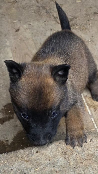Owczarek belgijski malinois suczka