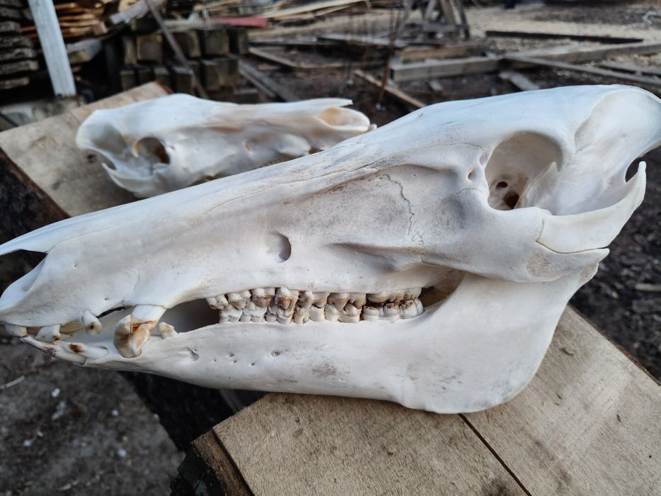 Czaszka dzika , wybielona.