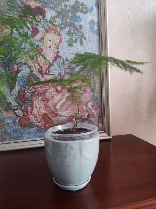 Аспарагус перистый