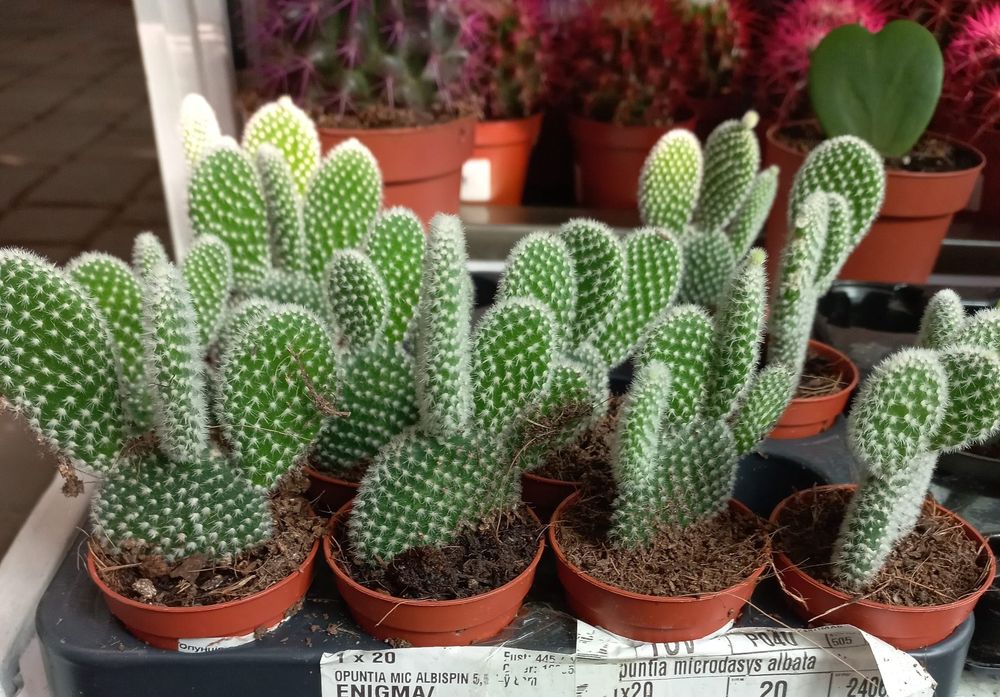 Кактус  Опунция /