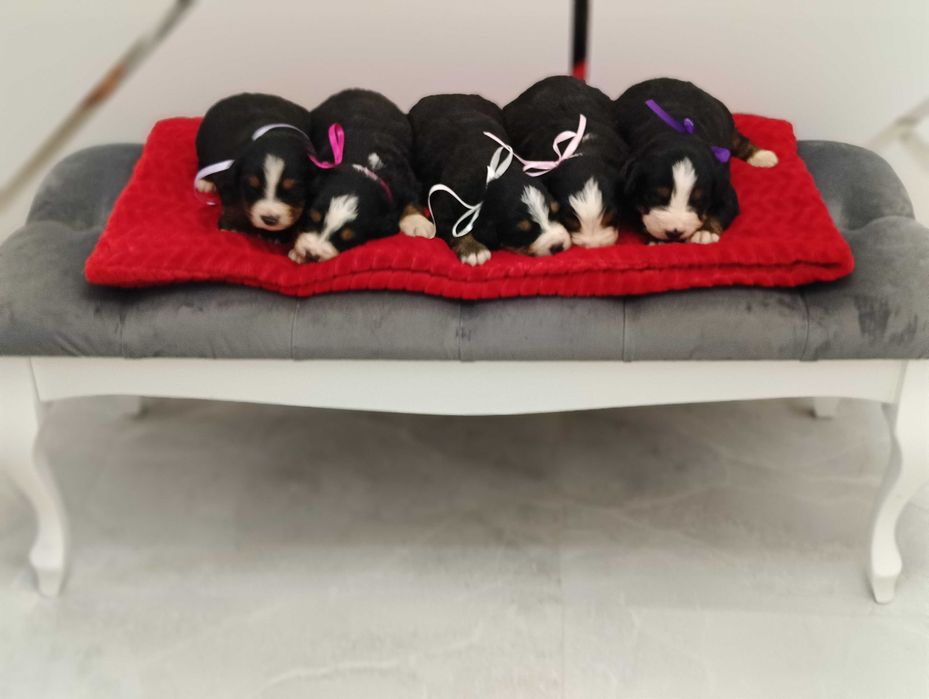 Berneński Pies Pasterski