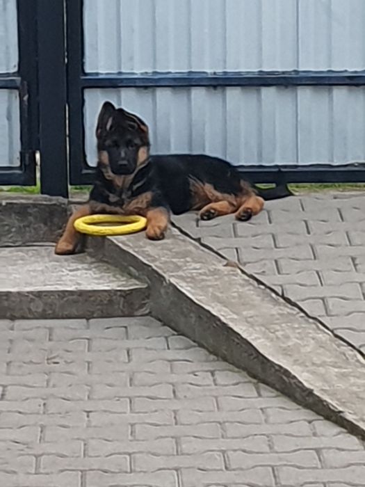 Німецькі вівчарки