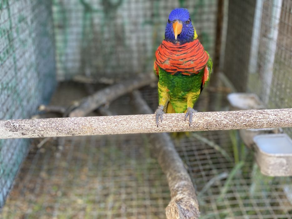 Casais Loris arco iris 2025