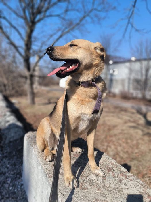 Неймовірний пес для неймовірних людей