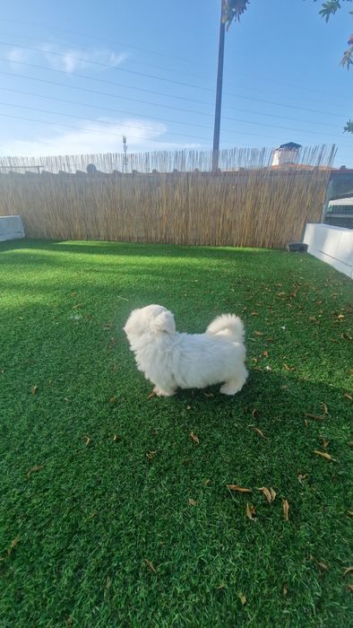 Menino Bichon Maltês disponível