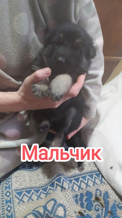 Продам щенков овчарки (ГОТОВЯТСЯ К ПРОДАЖЕ)