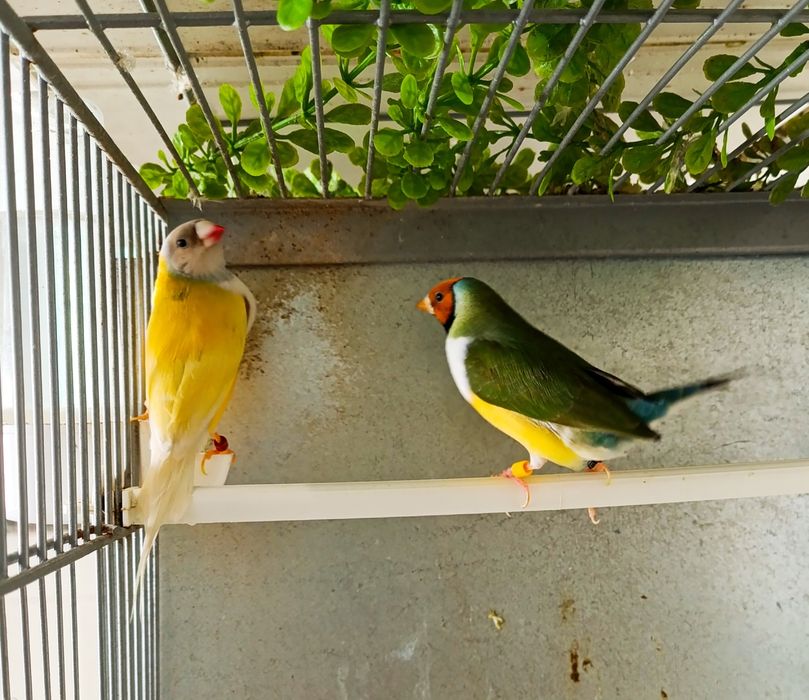 Casal Diamantes Gould 2025