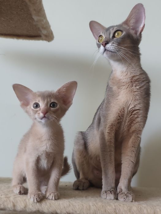 Абиссинский мальчик Фавн, 3 месяца