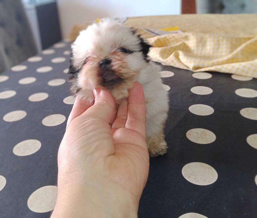 shih-tzu com pedigree (LOP)
