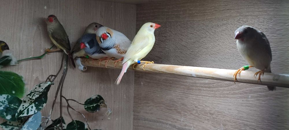 Astryld Trzcinowy Zeberka Gołąbek Diamętowy Przepiórka Chińska