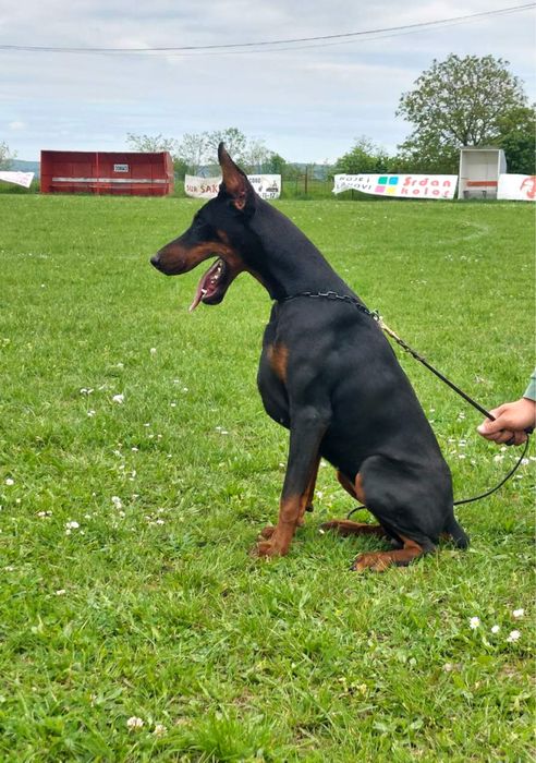 Doberman FCI/ZKwP