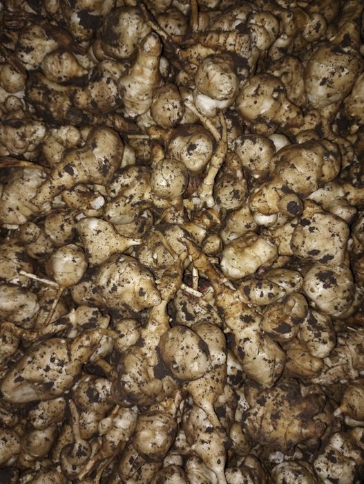 Топінамбур (земляна груша)