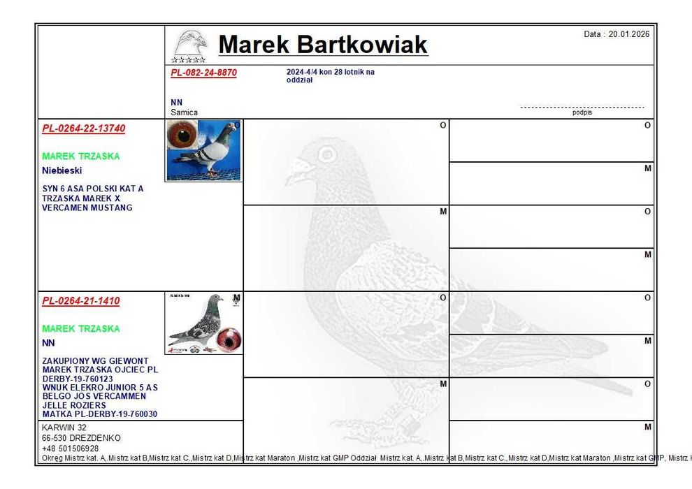 Gołąbek Lotowy Samiczka Trzaska x Trzaska