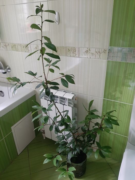 Лавр домашній вирощений із гілочки