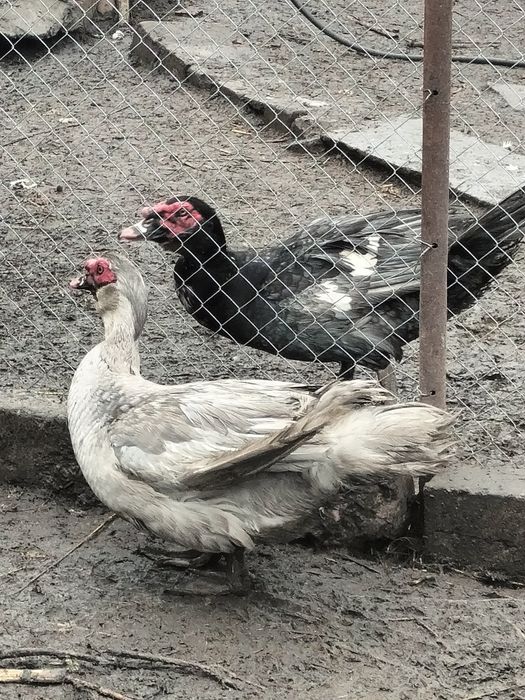 Продам  индоутят тяжёлой линии
